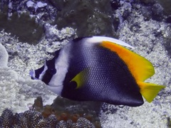 Heniochus singularius