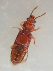 Pediacus ommatodon