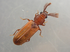 Pediacus ommatodon