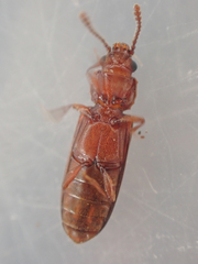 Pediacus ommatodon