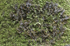 Peltigera degenii