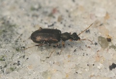 Lasiocera