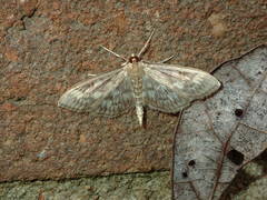 Herpetogramma aeglealis