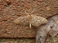 Herpetogramma aeglealis