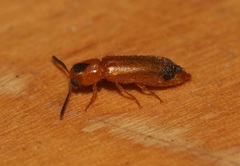 Tenerus melanurus