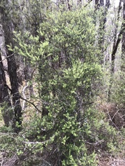 Leptecophylla juniperina