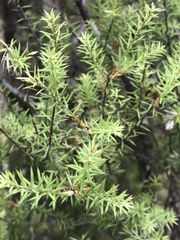 Leptecophylla juniperina