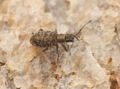 Myllocerina