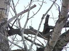 Sitta europaea albifrons