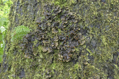 Peltigera degenii