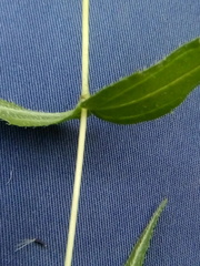 Oteiza acuminata