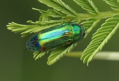 Acmaeodera aurifera