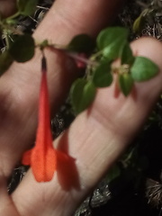 Clinopodium mexicanum