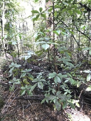 Pseudopanax arboreus
