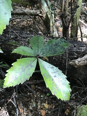 Pseudopanax arboreus