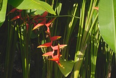 Heliconia rostrata