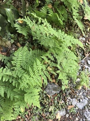 Millefolium fern (Hypolepis millefolium)