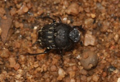 Gymnopleurus koenigi