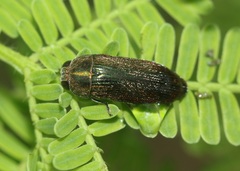 Paracmaeodera