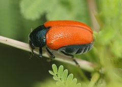 Aspidolopha decora
