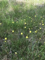 Hieracium lepidulum