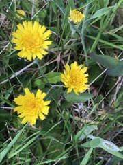 Hieracium lepidulum