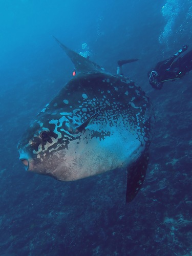 Bump-head Mola — seen at this dive site