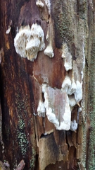 Flavidoporia mellita