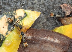 Polyrhachis angusta
