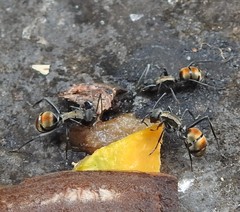 Polyrhachis angusta