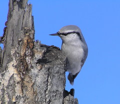 Sitta europaea albifrons