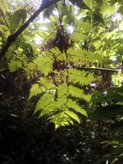 Cyathea