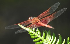 Tramea stenoloba