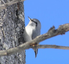 Sitta europaea albifrons