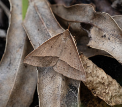 Epidesmia chilonaria