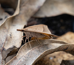 Epidesmia chilonaria