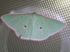 Chlorocoma cadmaria