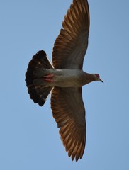 Columba guinea