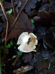 Inocybe albodisca