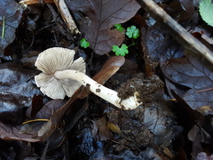 Inocybe albodisca