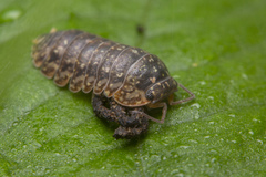 Armadillo intermixtus