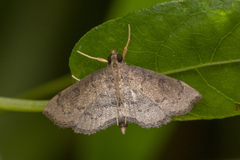Protonoceras