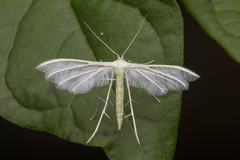 Pterophorus lacteipennis