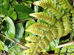 Dryopteris fuscipes