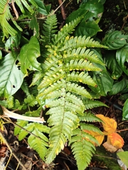 Dryopteris fuscipes