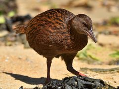 Gallirallus australis scotti