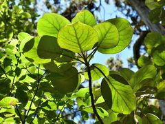 Brachyglottis rotundifolia