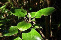 Brachyglottis rotundifolia