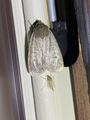 Amphipyra tragopoginis