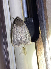 Amphipyra tragopoginis